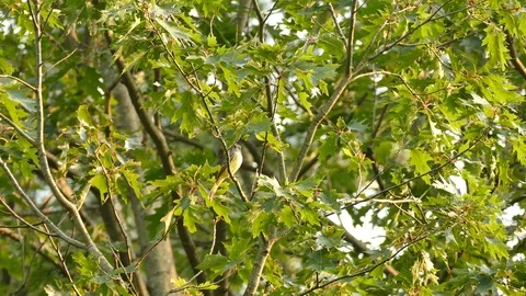 Great crested flycatcher bird taking off from a leaf tree under dusk light Video stock 91901082