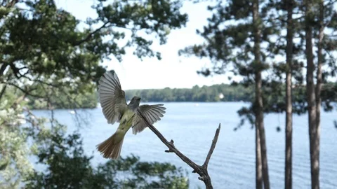 Great-crested flycatcher makes perfect slow landing on lakeside tree. Video stock 123445990