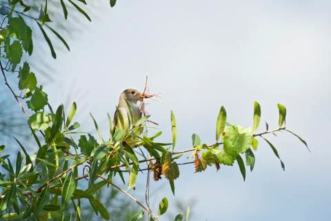 Great crested flycatcher Stock Photos