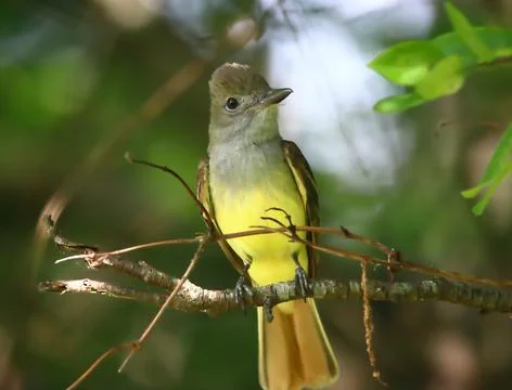 Great crested flycatcher Stock Photos