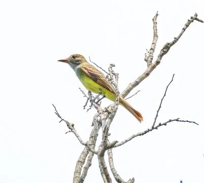 Great Crested Flycatcher Stockfoto's