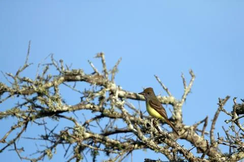 Great Crested Flycatcher in spring Stock Photos