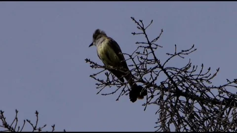Great Crested Flycather sitting high up in a pine tree in summer. Stock-Footage 71198067