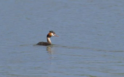 Great crested greb Stock Photos