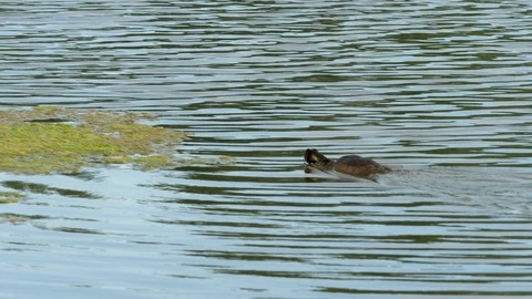 Great Crested Grebe 14 17 7 Podiceps cristatus swimming and diving Video stock 120214768