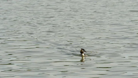 Great Crested Grebe 21 17 7 Podiceps cristatus swims and dives with stick Stock Footage 120214813