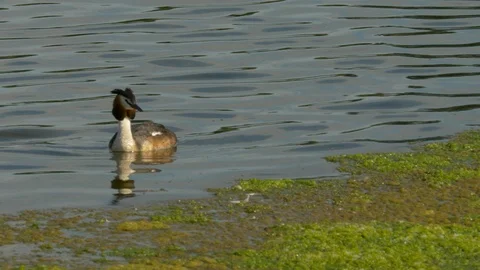Great crested grebe 22 Podiceps cristatus swims and dives under surface Stock Footage 120214924
