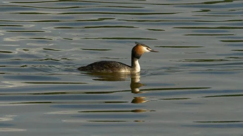 Great Crested Grebe 23 17 7 Podiceps cristatus swims and dives Video stock 120214983
