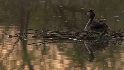 Great crested grebe 40 50p on nest with youngster Stock Footage 171604641