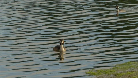 Great Crested Grebe 8 17 7 Podiceps cristatus pair swimming and diving Stock Footage 120214723