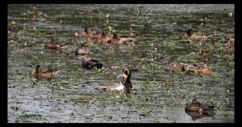 Great Crested Grebe and chick both grooming on Lake in Somerset Levels Stock Footage 282677785