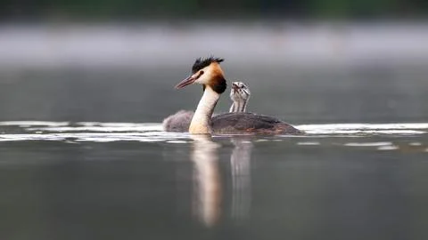 Great crested grebe and chick 库存照片