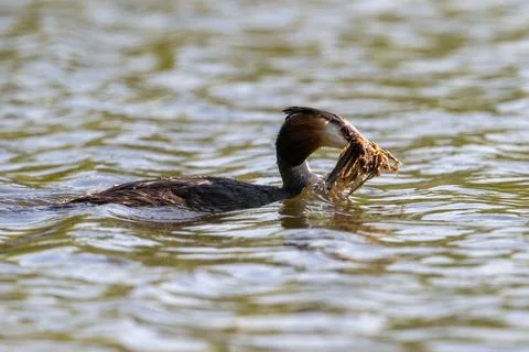 Great Crested Grebe Bird In Action Stock Photos