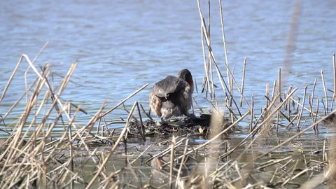 Great crested grebe bird corrects the laying of eggs and sits on the nest Stock Footage 85595618