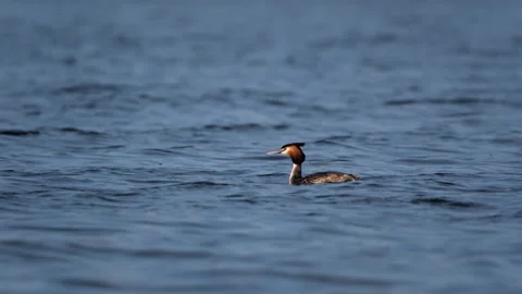 Great Crested Grebe Bird Floating On The Water Stock Footage 339078518