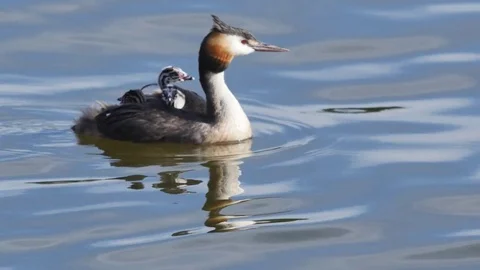 Great crested grebe bird Stock-Footage 79836177
