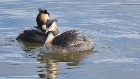 Great crested grebe bird Video stock 80223140