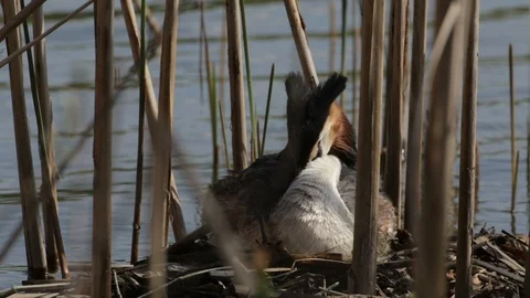 Great Crested Grebe bird hatching eggs in nest among reeds preening feathers. Video stock 126874794