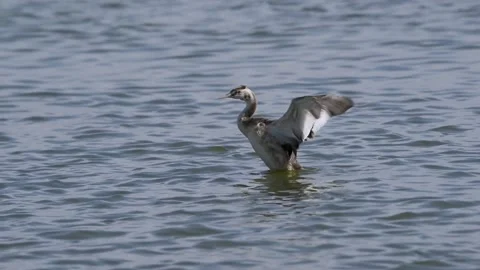 Great crested grebe bird making interesting movements Stock Footage 137566683