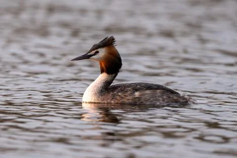 Great Crested Grebe Bird Stock Photos