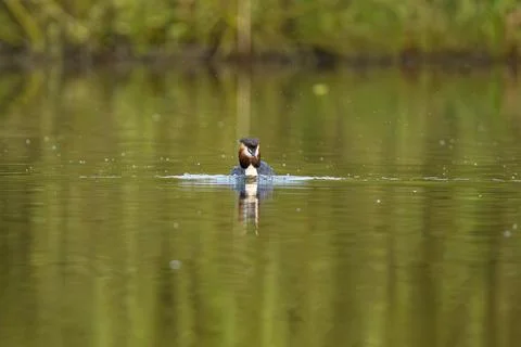 Great Crested Grebe Bird Stock Photos