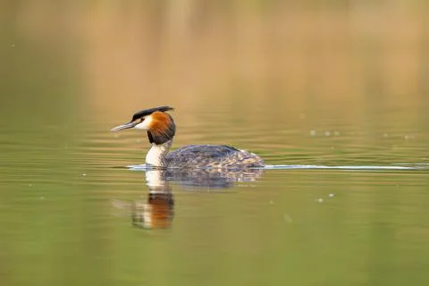 Great Crested Grebe Bird Stock Photos