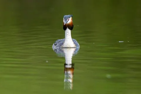 Great Crested Grebe Bird Stock Photos