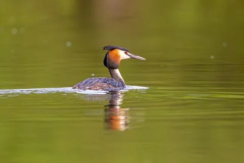 Great Crested Grebe Bird Stock Photos