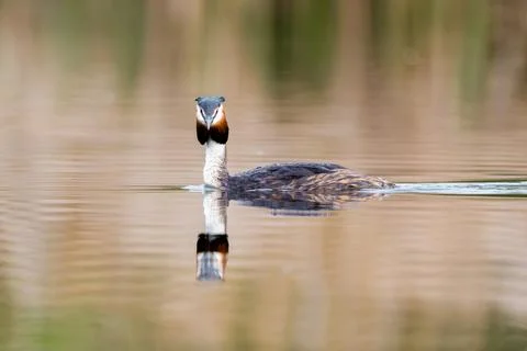 Great Crested Grebe Bird Stock Photos