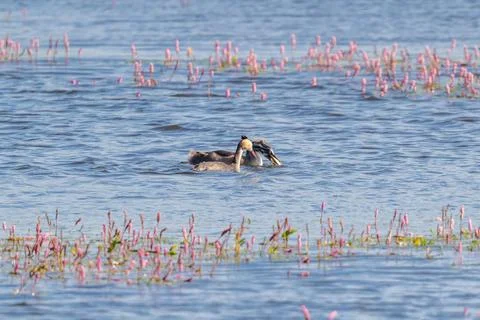 Great Crested Grebe Bird Stock Photos