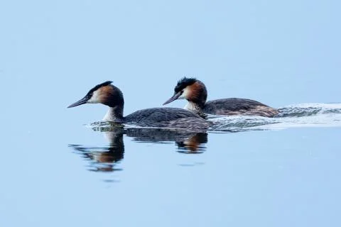Great Crested Grebe Bird Stock Photos