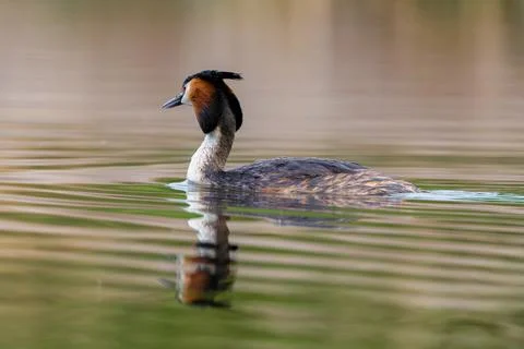 Great Crested Grebe Bird Stock Photos