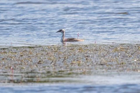 Great Crested Grebe Bird Stock Photos