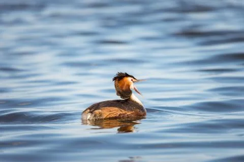 Great Crested Grebe bird with red eyes yawning Stock-Fotos