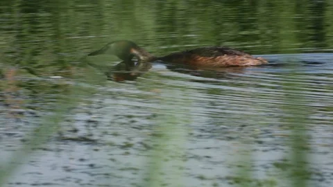 Great Crested Grebe Bird Swimming On Water In Reeds Tracking Camera Shot Stock Footage 111997205