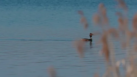 Great crested grebe in breeding plumage. 스톡 동영상 333816124