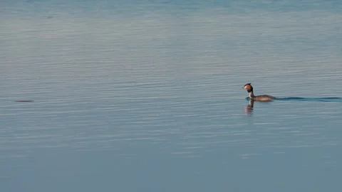 Great crested grebe in breeding plumage. Video stock 333816353