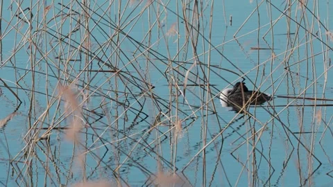 Great crested grebe in breeding plumage. Video stock 333816398
