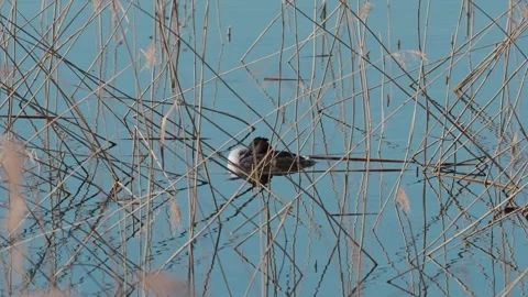 Great crested grebe in breeding plumage. Video stock 333816506