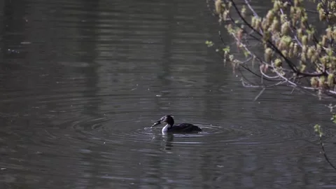 Great Crested Grebe, Caught And Eating Fish. 4k, 60 FPS. Stock Footage 241171987
