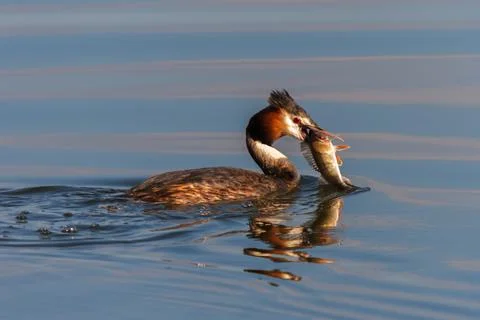 Great crested grebe with caught fish Stock Photos