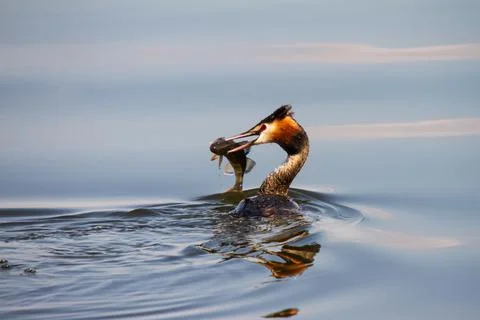 Great crested grebe with caught fish Stock Photos