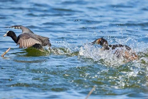 Great crested grebe chasing common coot bird ( Podiceps cristatus ). Stock Photos