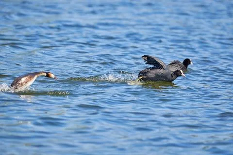 Great crested grebe chasing common coot bird ( Podiceps cristatus ). 스톡 사진
