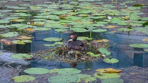 Great Crested Grebe Chick Going Under Mum Wing Video stock 279156888