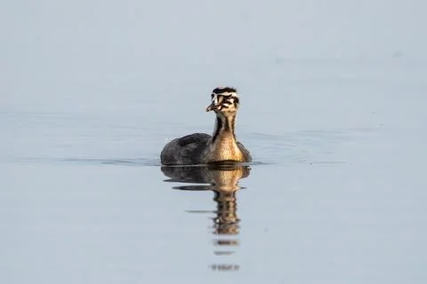 Great Crested Grebe Chick Growing Up Stock Photos