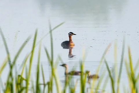 Great Crested Grebe Chick Growing Up Stock Photos
