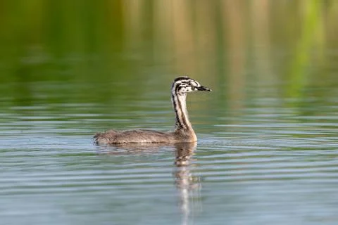 Great Crested Grebe Chick Growing Up Stock Photos