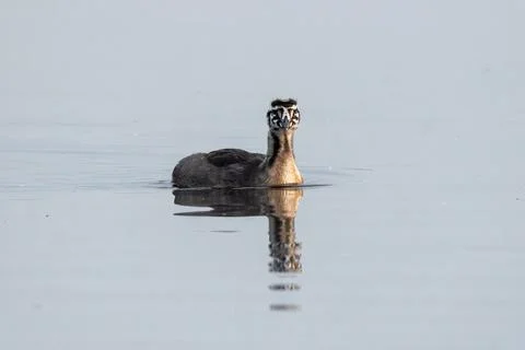 Great Crested Grebe Chick Growing Up Stock Photos