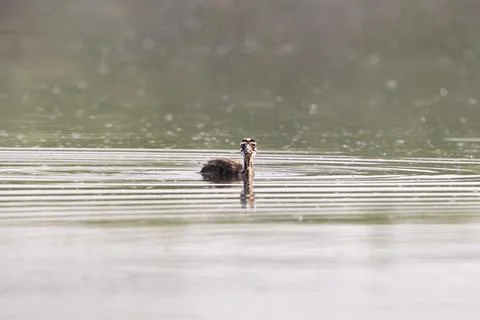 Great Crested Grebe Chick Growing Up Stock Photos